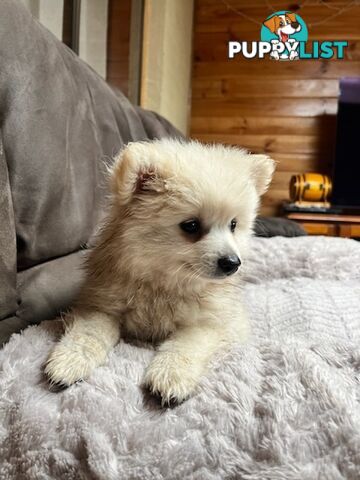 Pomeranian Puppies