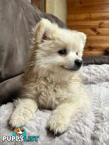 Pomeranian Puppies