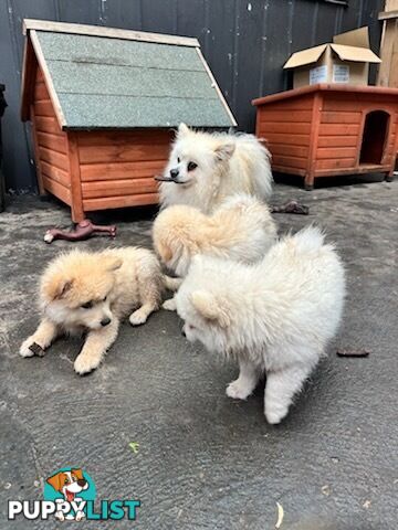 Pomeranian Puppies