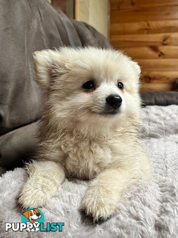 Pomeranian Puppies