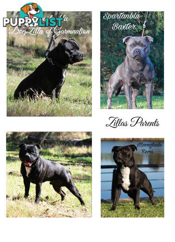 Staffordshire Bull Terriers Pedigree Papers ( English Staffy )