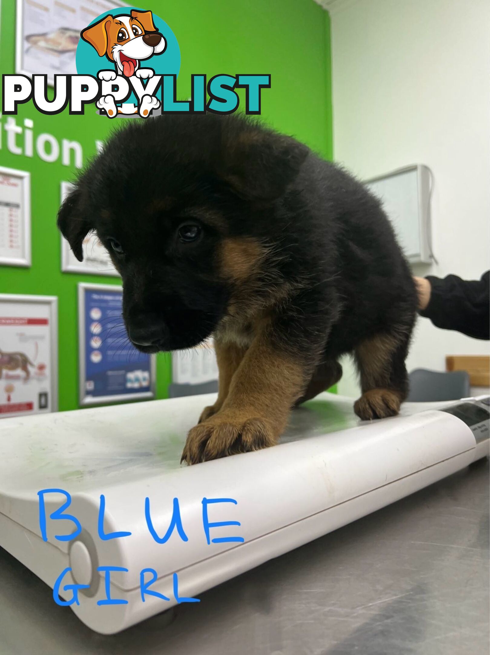 German Shepherd Puppies for Sale