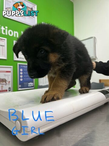 German Shepherd Puppies for Sale