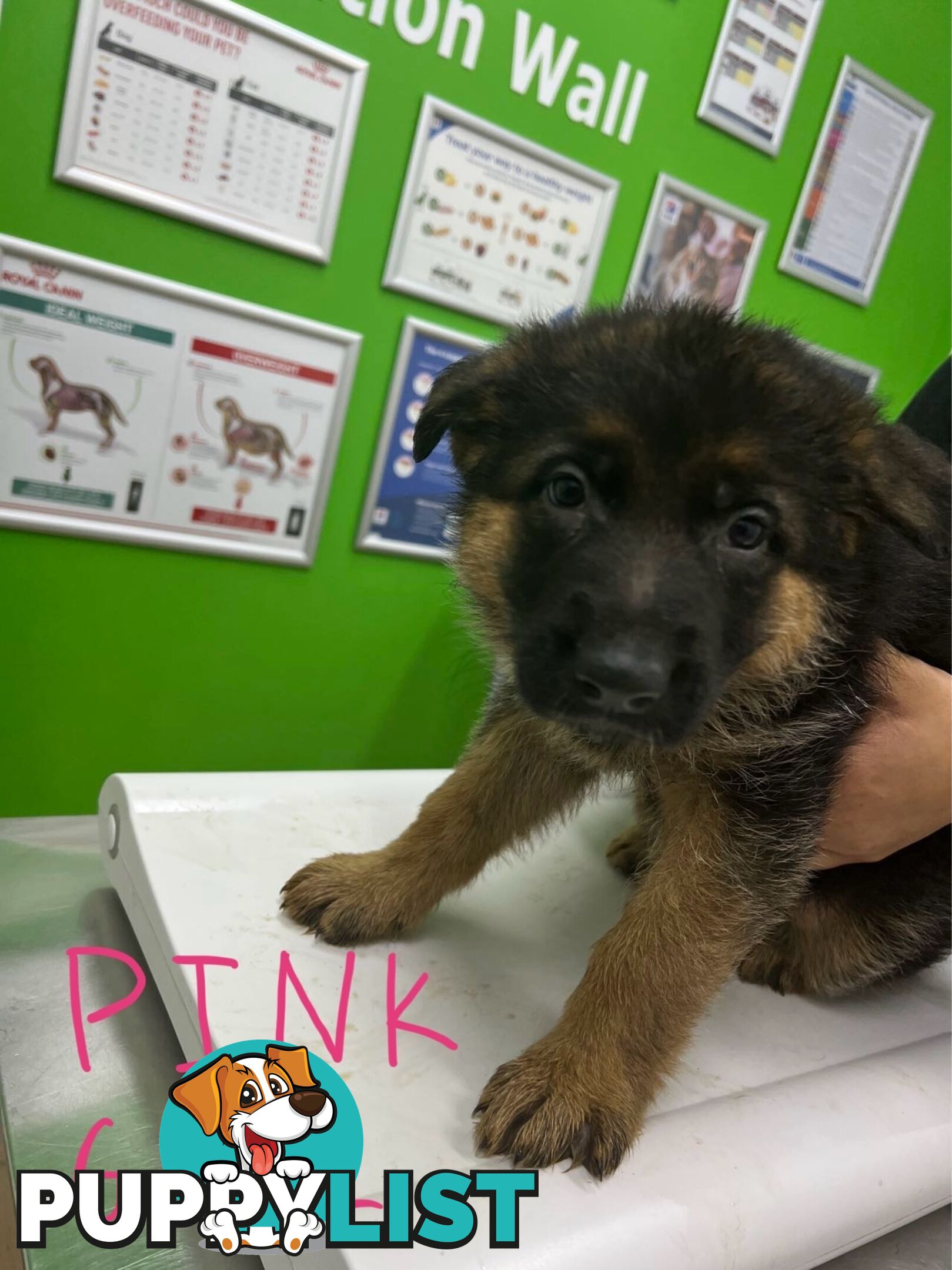 German Shepherd Puppies for Sale