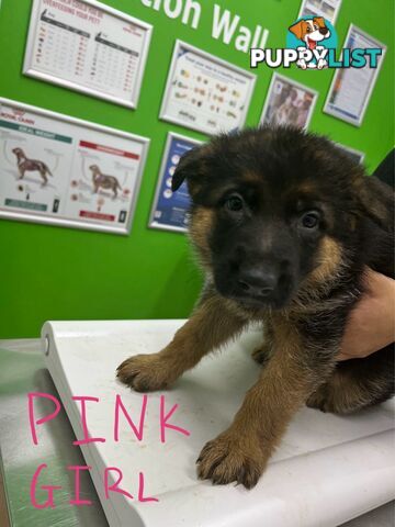 German Shepherd Puppies for Sale