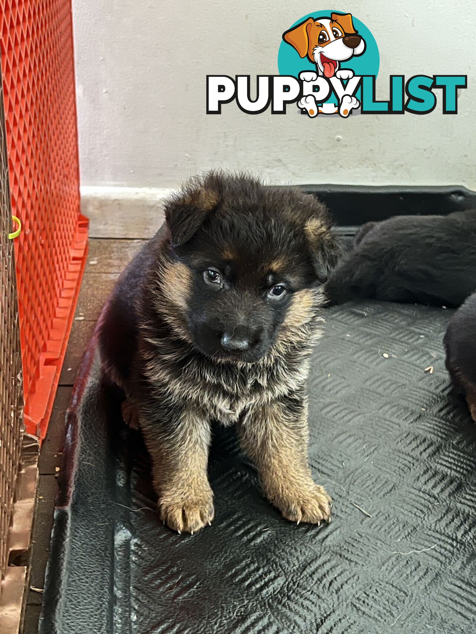 German Shepherd Puppies for Sale