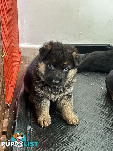 German Shepherd Puppies for Sale