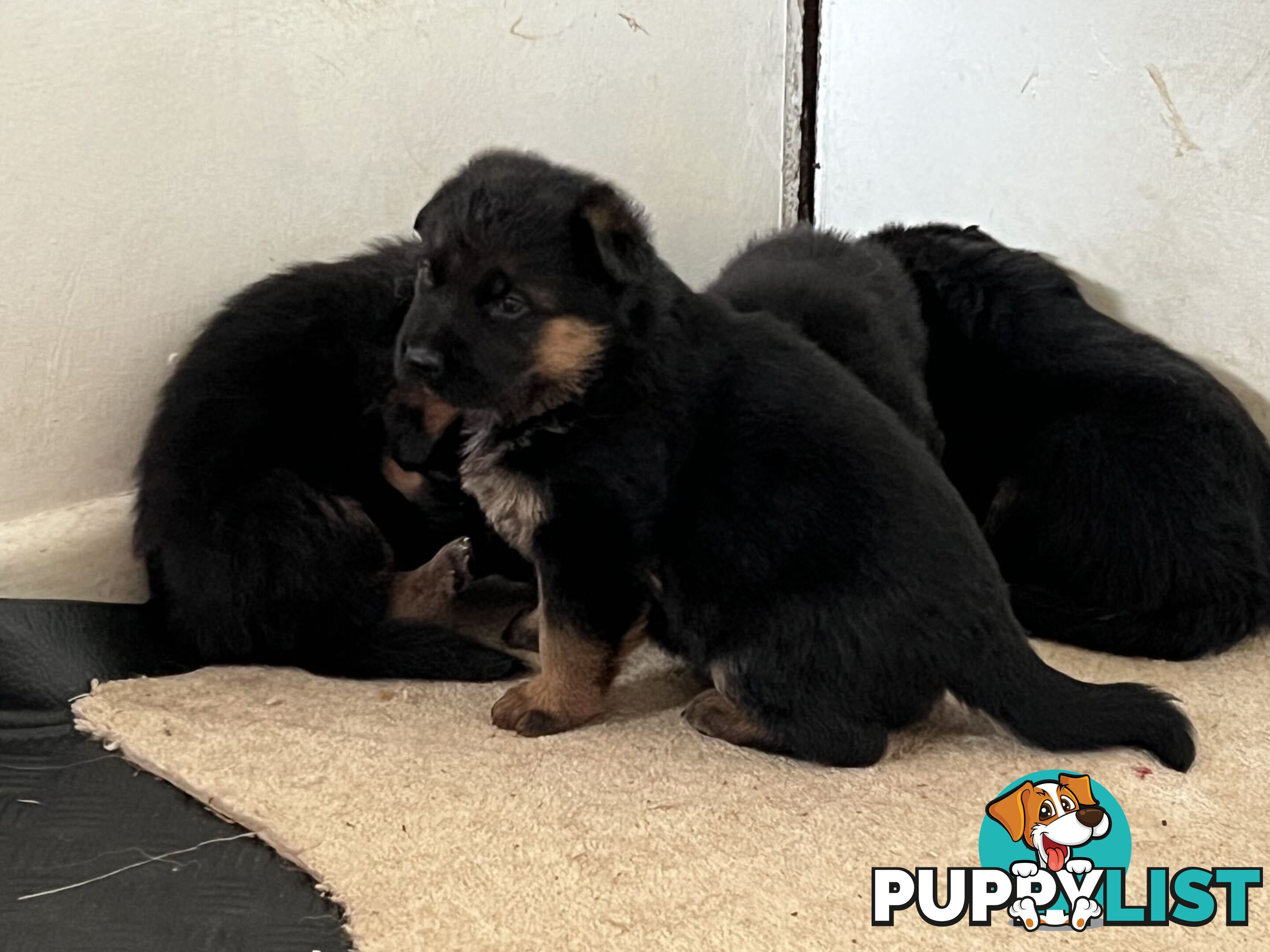 German Shepherd Puppies for Sale