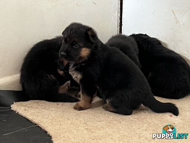 German Shepherd Puppies for Sale