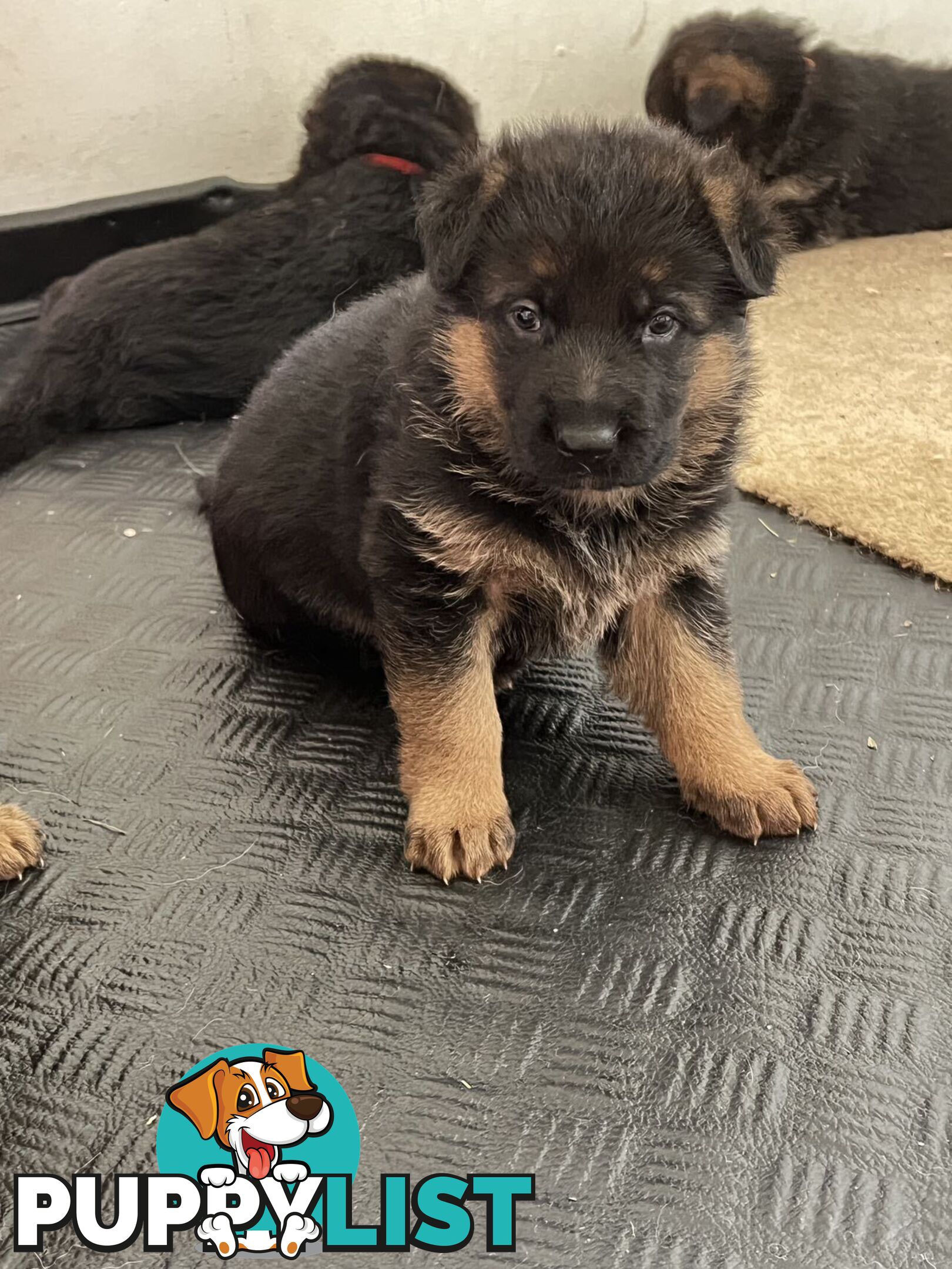 German Shepherd Puppies for Sale