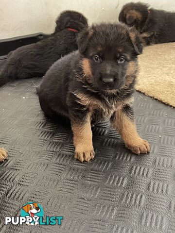 German Shepherd Puppies for Sale