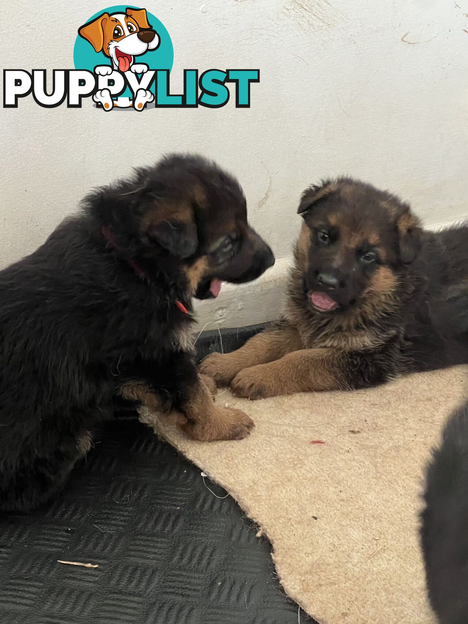 German Shepherd Puppies for Sale