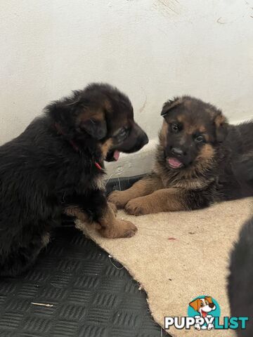 German Shepherd Puppies for Sale