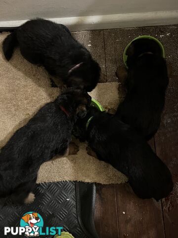 German Shepherd Puppies for Sale