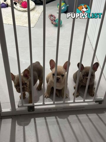 3 Pure French Puppy Bulldog For Sale