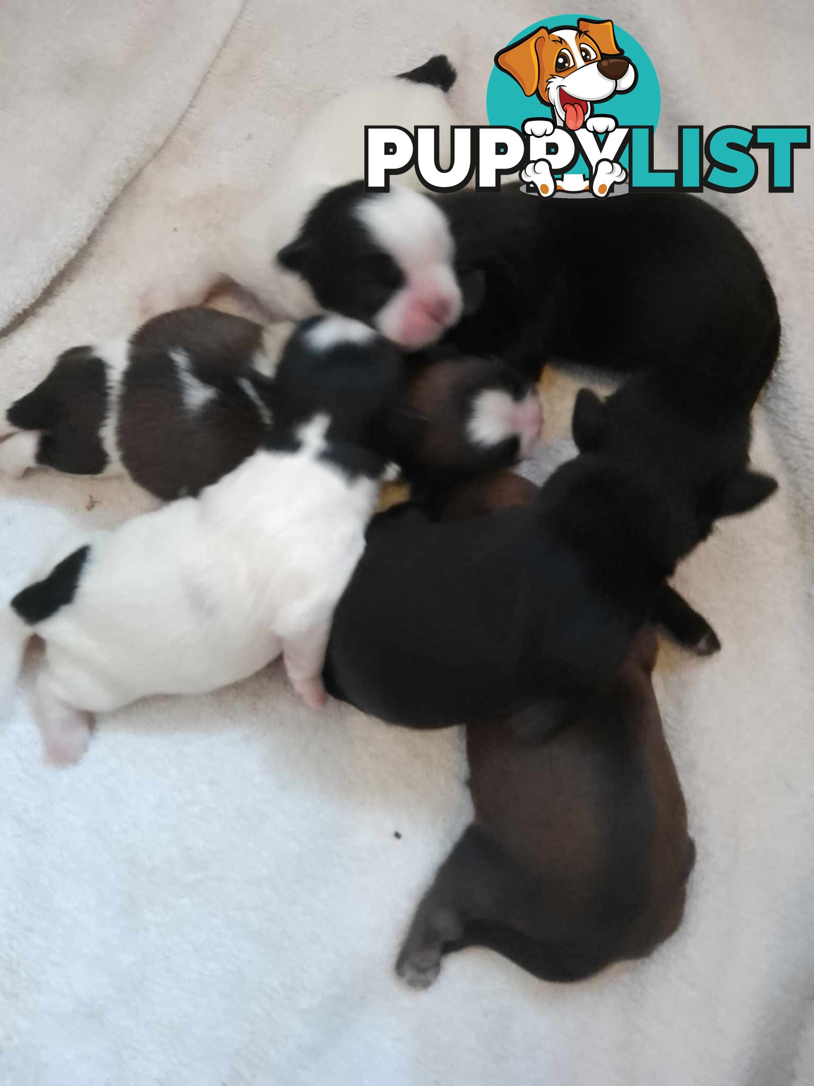 Pure bred Shih Tzu puppies 10 weeks male and female