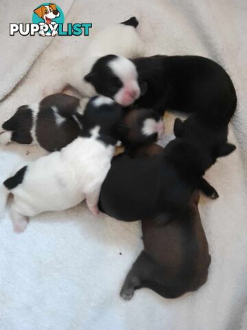 Pure bred Shih Tzu puppies 10 weeks male and female
