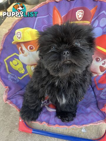 Pure bred Shih Tzu puppies 10 weeks male and female