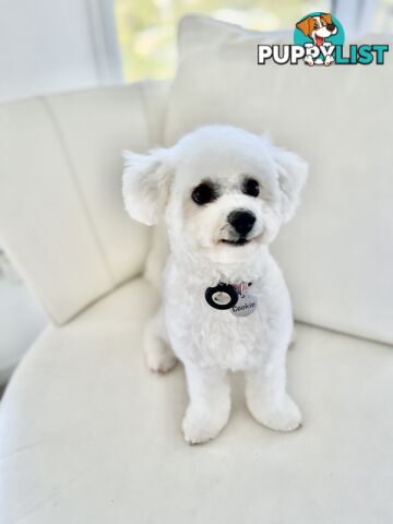 🎄 Bichon Frise Puppies Ready for Christmas! 🎄