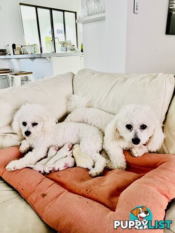 🎄 Bichon Frise Puppies Ready for Christmas! 🎄