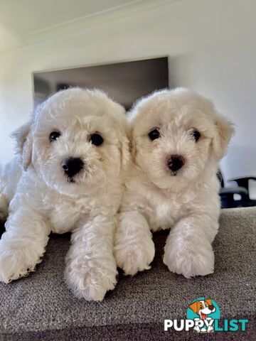 🎄 Bichon Frise Puppies Ready for Christmas! 🎄