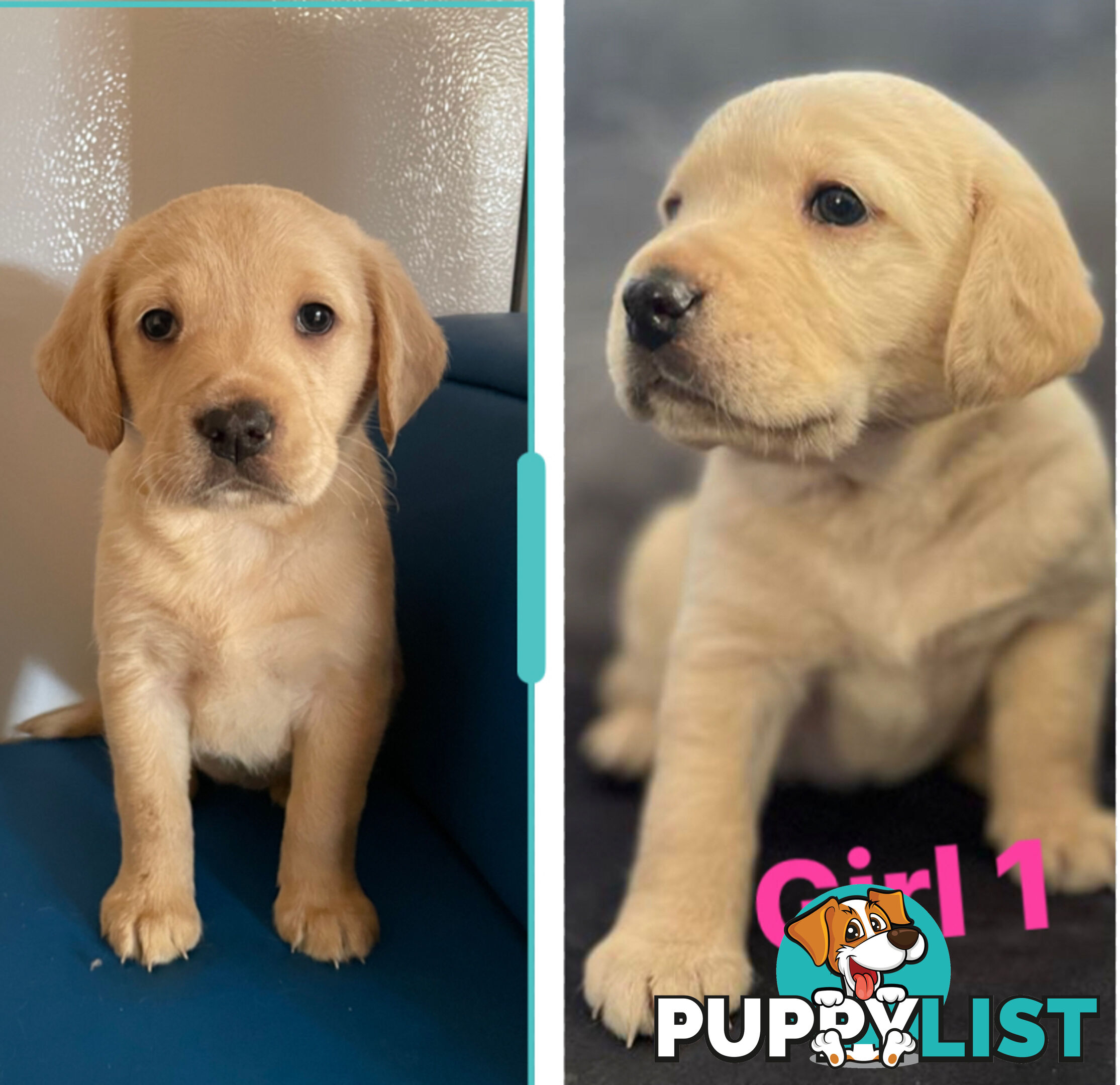 Spanador Cocker spaniel cross Labrador puppies girls and boys