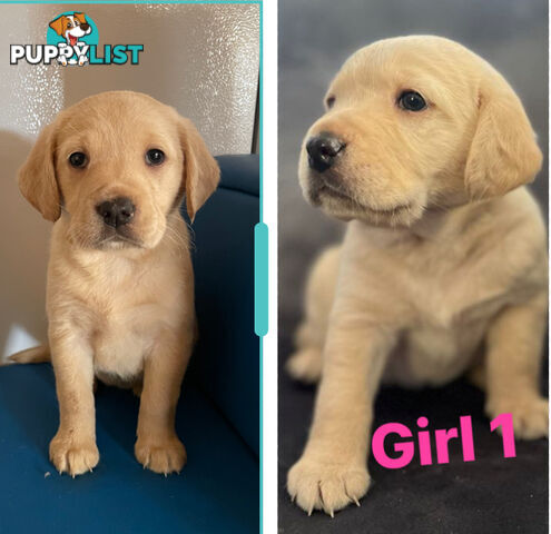 Spanador Cocker spaniel cross Labrador puppies girls and boys