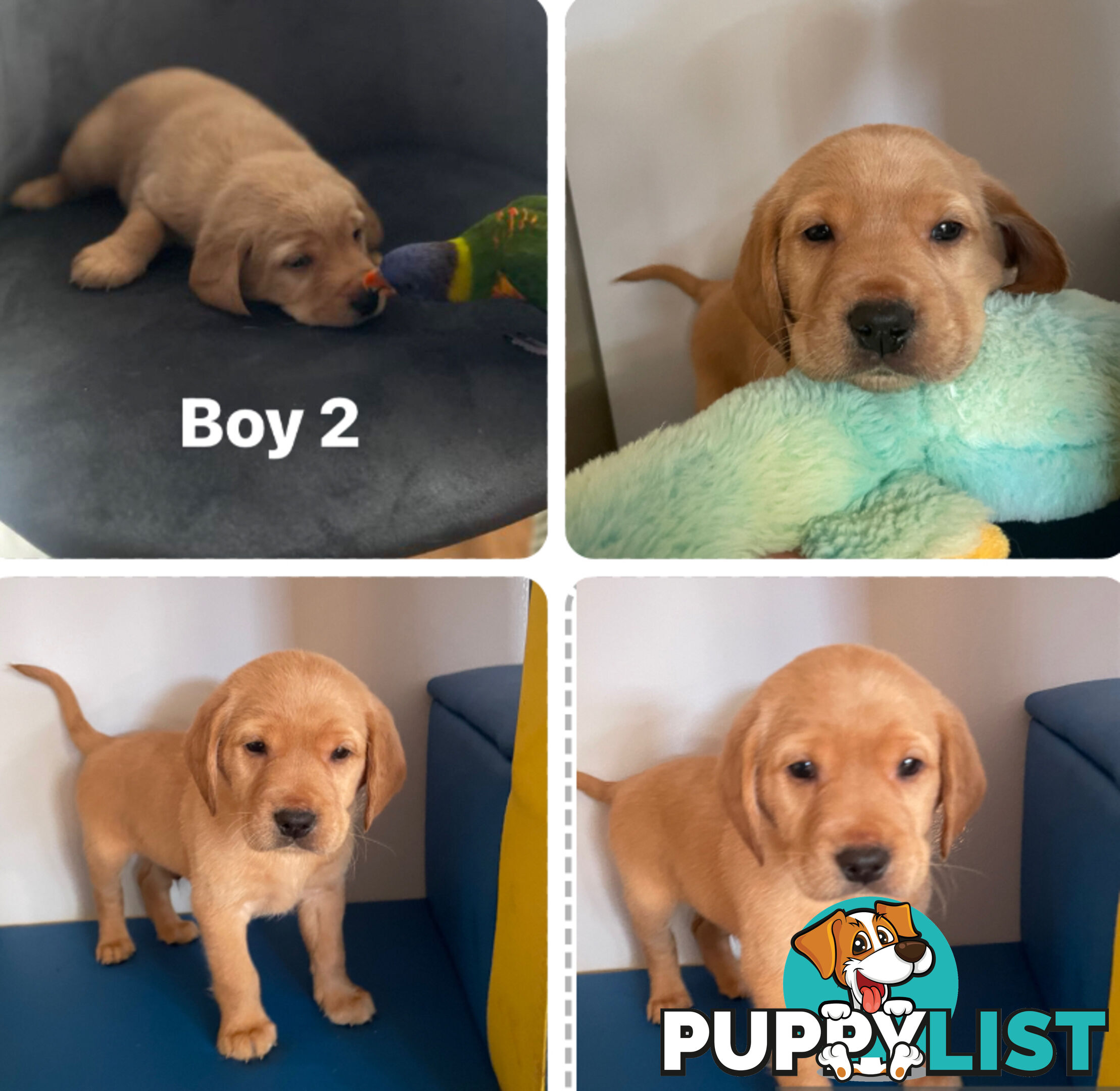 Spanador Cocker spaniel cross Labrador puppies girls and boys