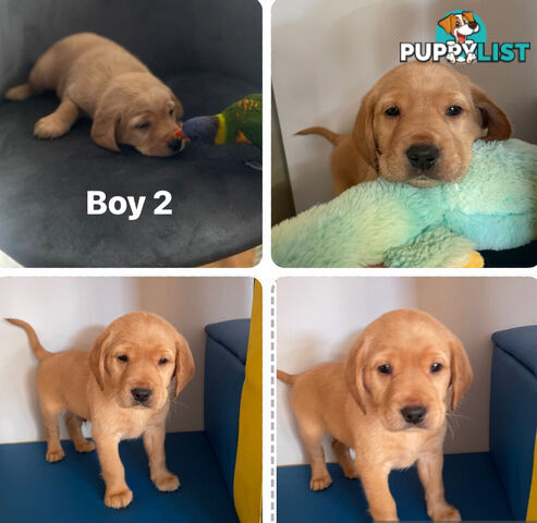 Spanador Cocker spaniel cross Labrador puppies girls and boys