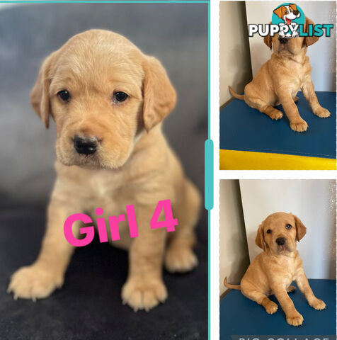 Spanador Cocker spaniel cross Labrador puppies girls and boys