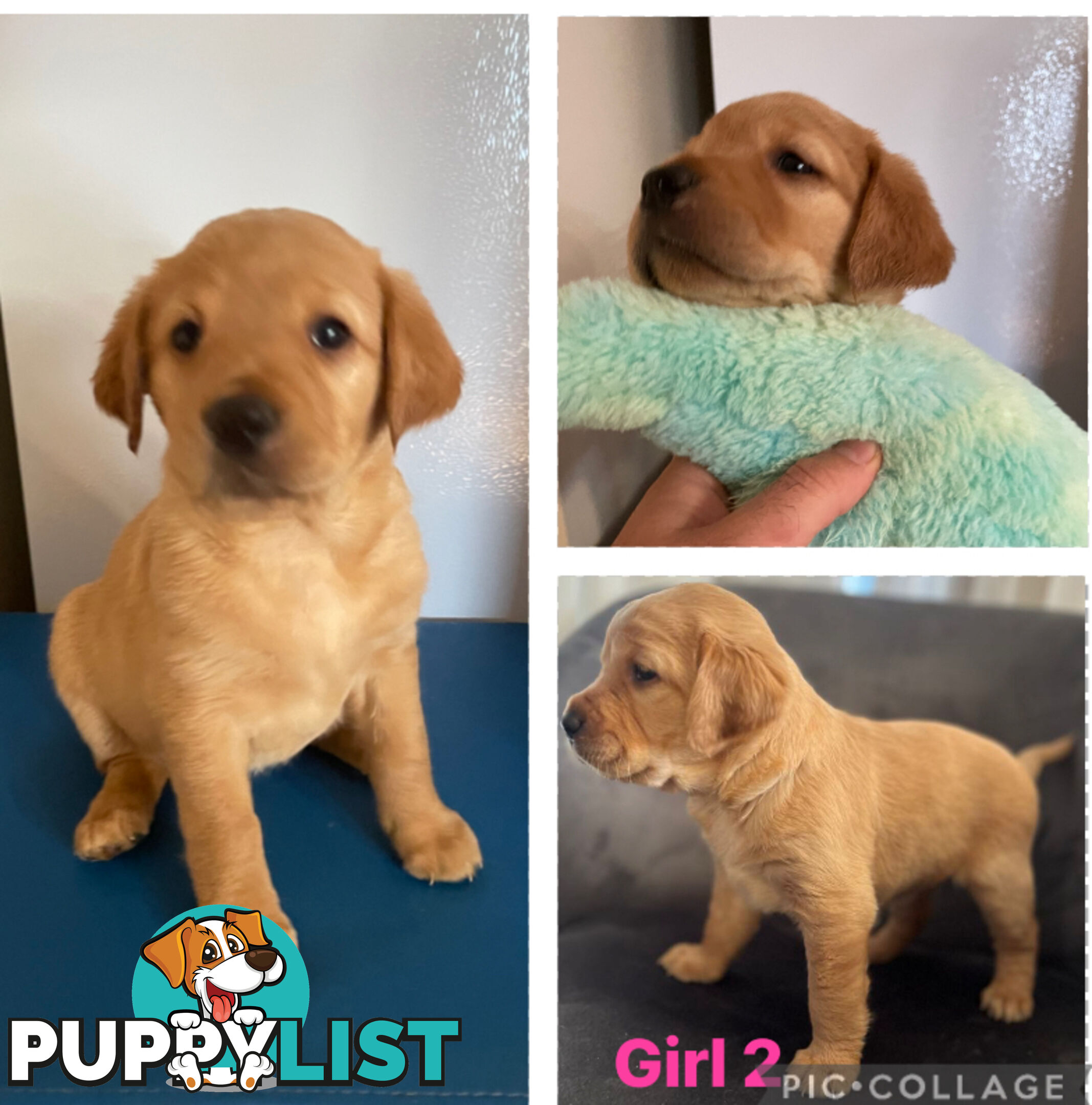 Spanador Cocker spaniel cross Labrador puppies girls and boys