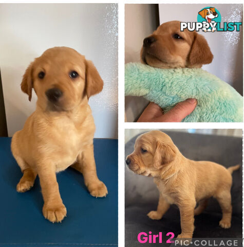 Spanador Cocker spaniel cross Labrador puppies girls and boys