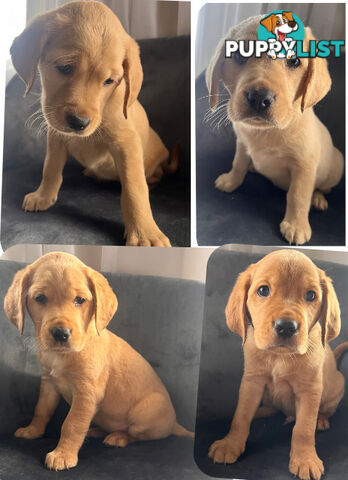 Spanador Labrador cross Cocker spaniel puppies girls and boys