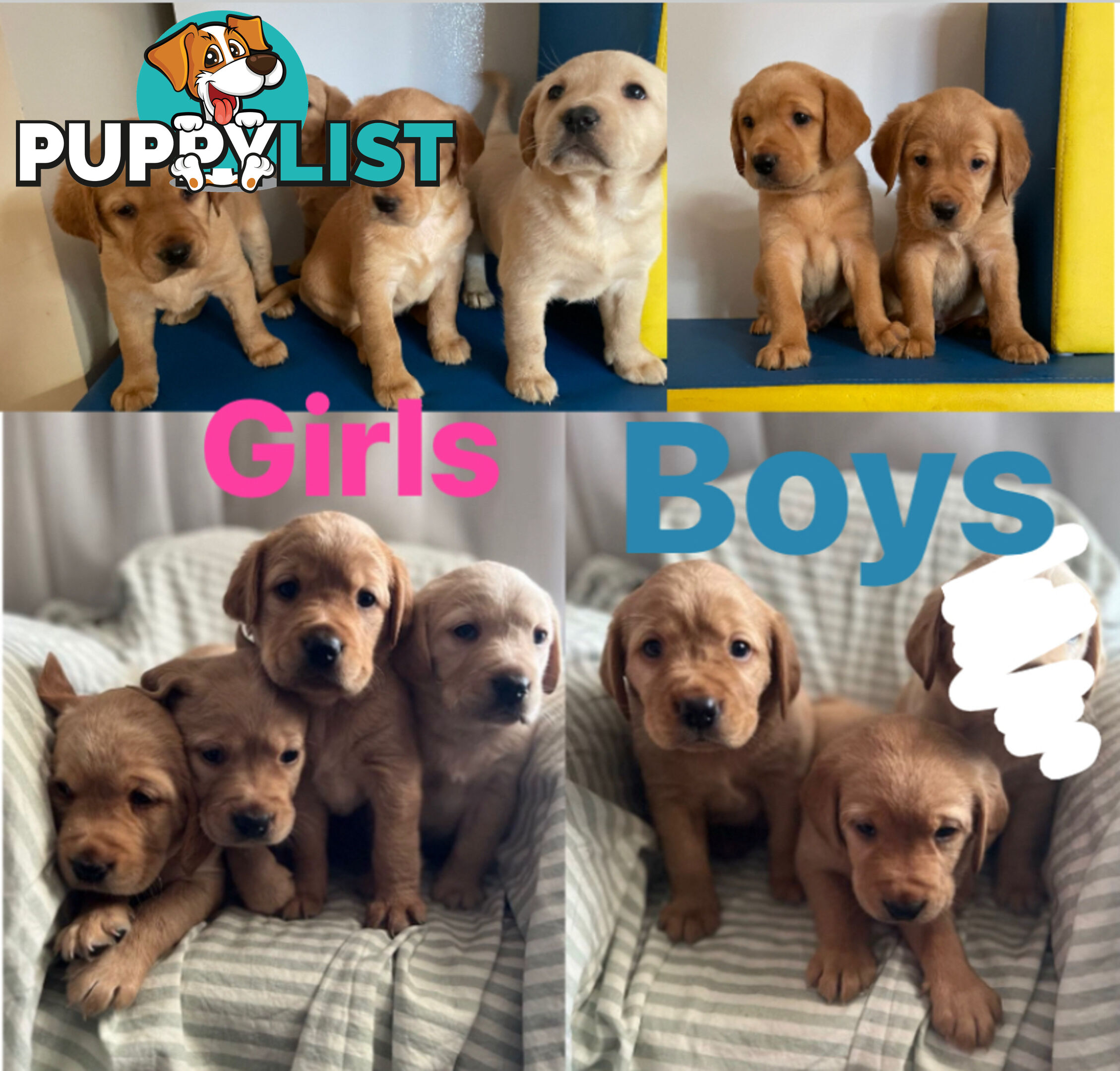 Spanador Cocker spaniel cross Labrador puppies girls and boys