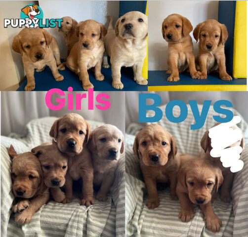 Spanador Cocker spaniel cross Labrador puppies girls and boys