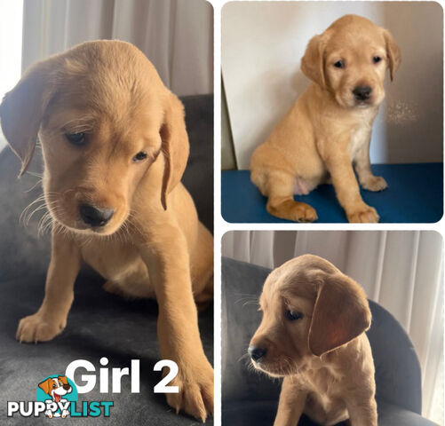Spanador Labrador cross Cocker spaniel puppies girls and boys