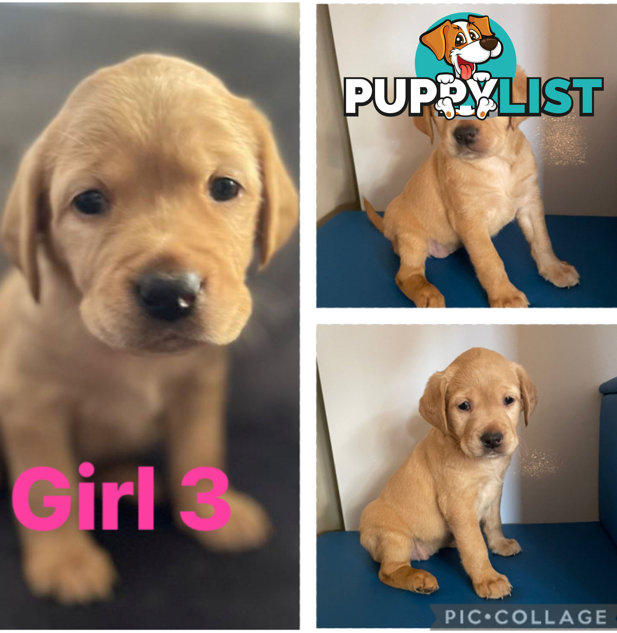 Spanador Cocker spaniel cross Labrador puppies girls and boys