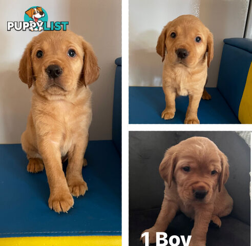 Spanador Cocker spaniel cross Labrador puppies girls and boys