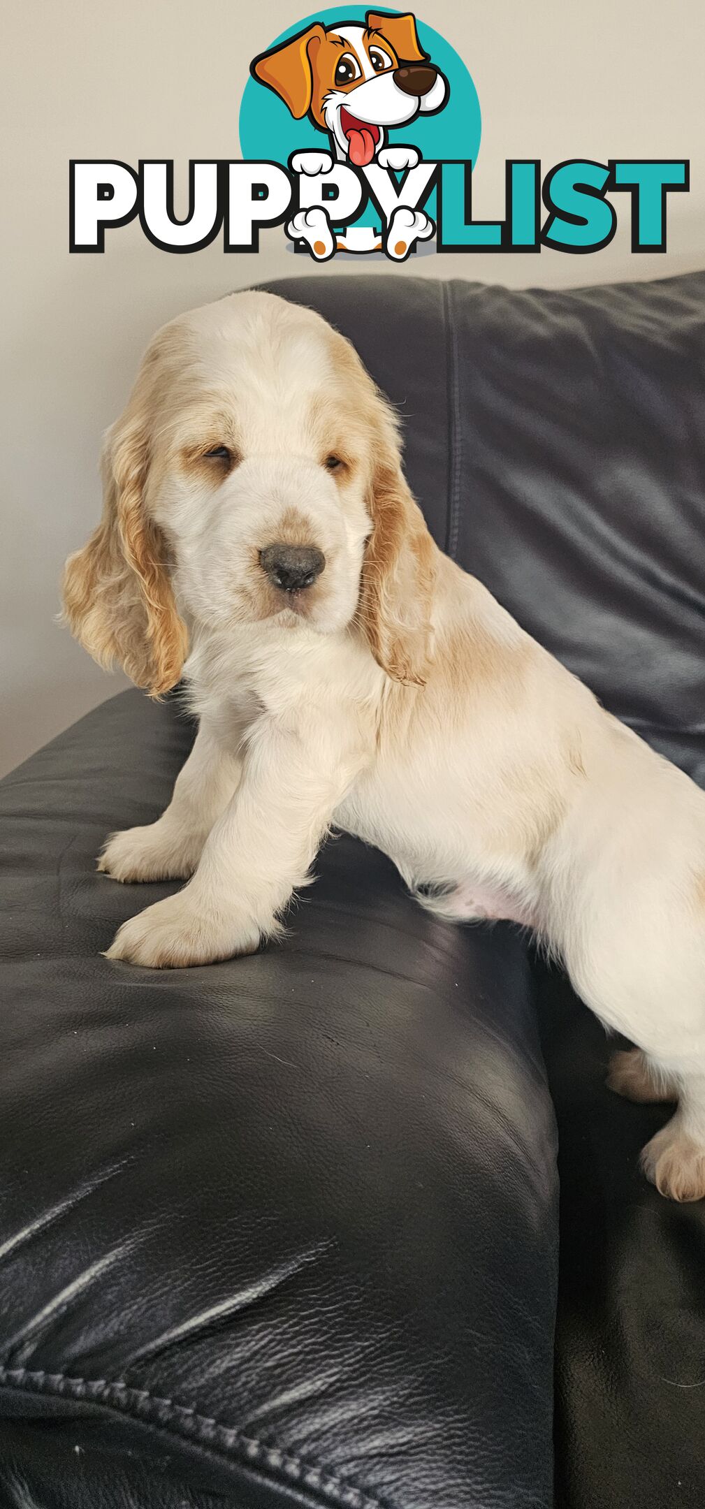 Cockerspanial purebred pups 🐶