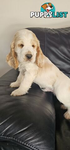 Cockerspanial purebred pups 🐶