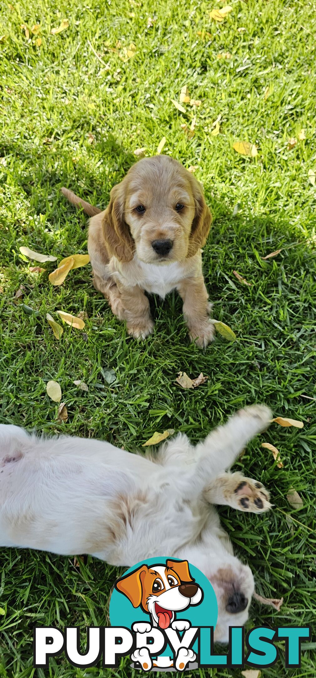 Cockerspanial purebred pups 🐶