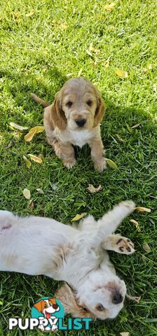 Cockerspanial purebred pups 🐶