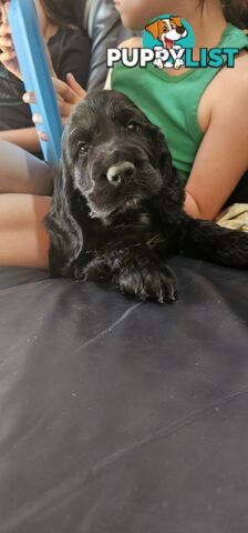 Cockerspanial purebred pups 🐶