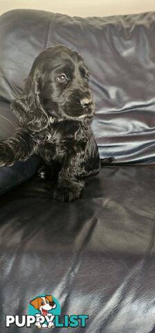 Cockerspanial purebred pups 🐶