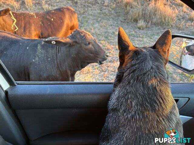 7 Purebred Blue Heeler Puppies Looking For New Homes