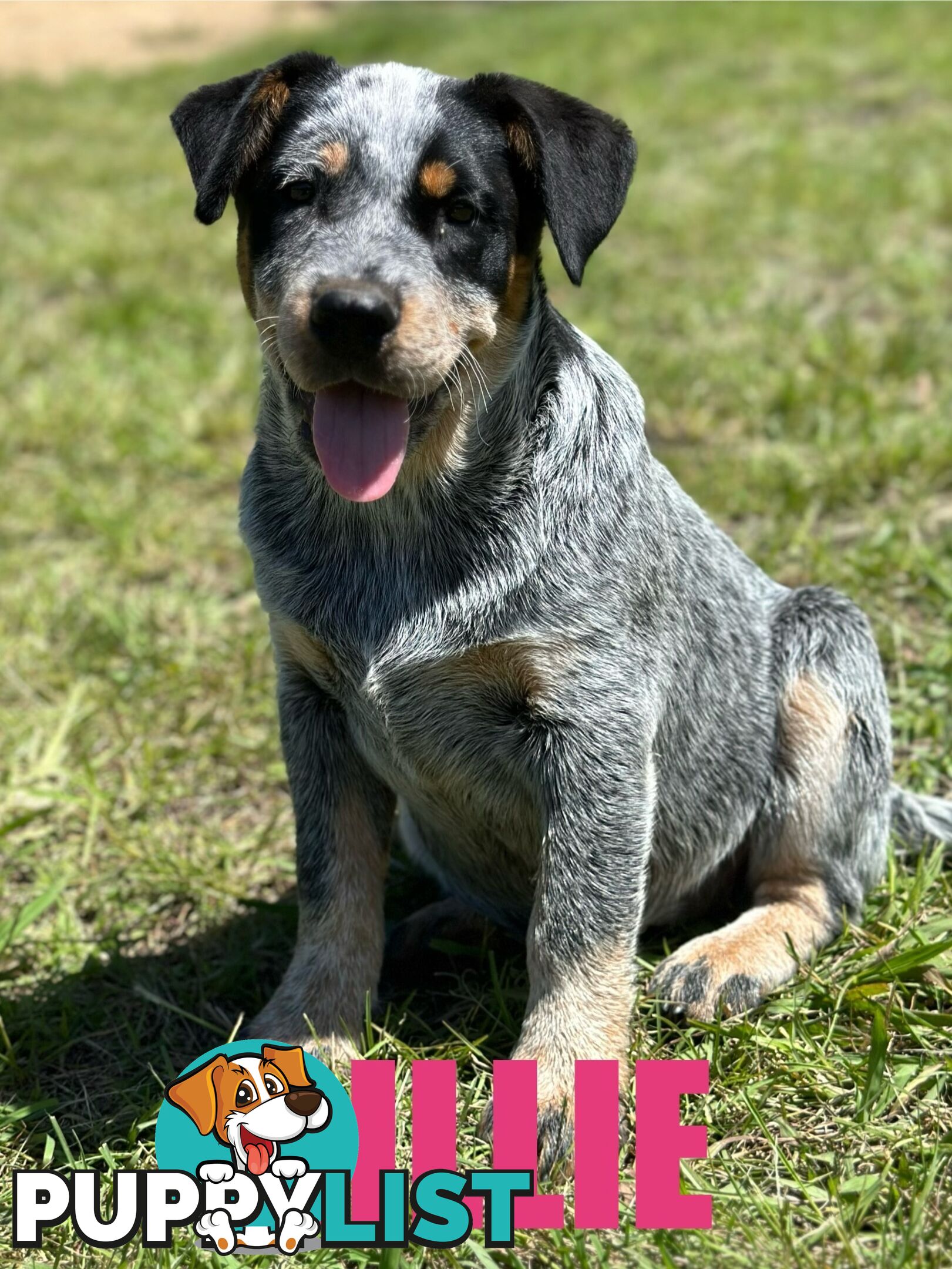 7 Purebred Blue Heeler Puppies Looking For New Homes