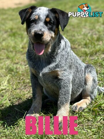 7 Purebred Blue Heeler Puppies Looking For New Homes