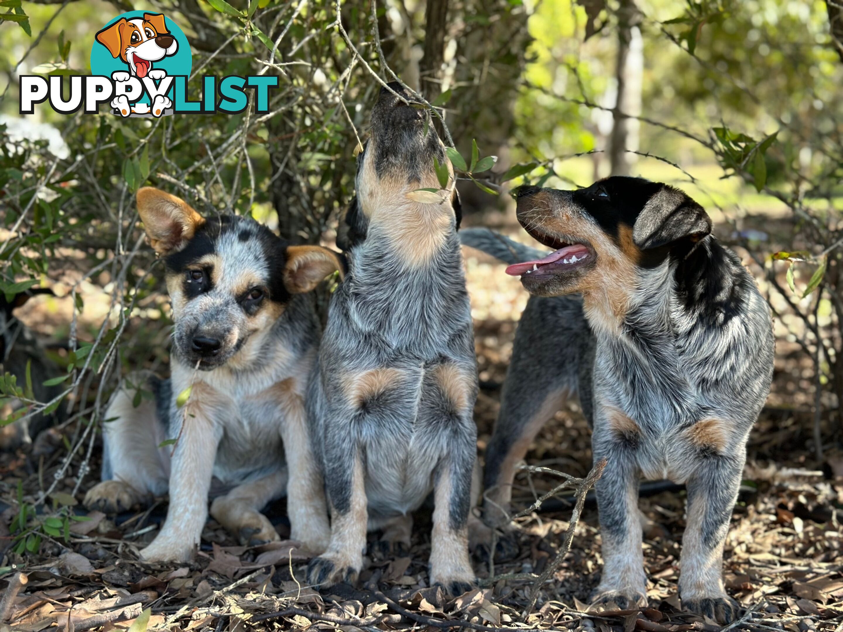 7 Purebred Blue Heeler Puppies Looking For New Homes