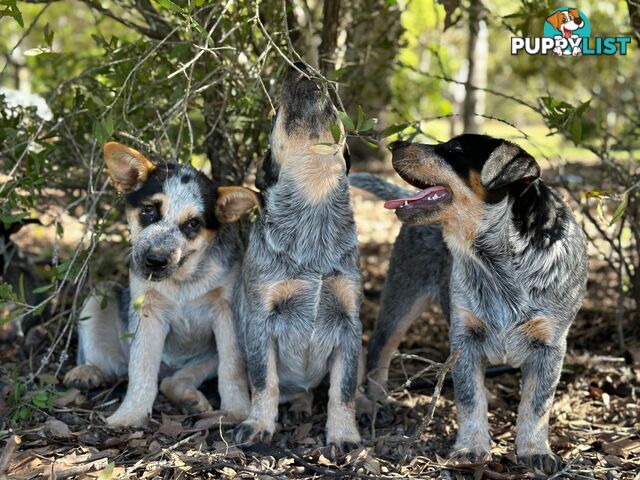 7 Purebred Blue Heeler Puppies Looking For New Homes