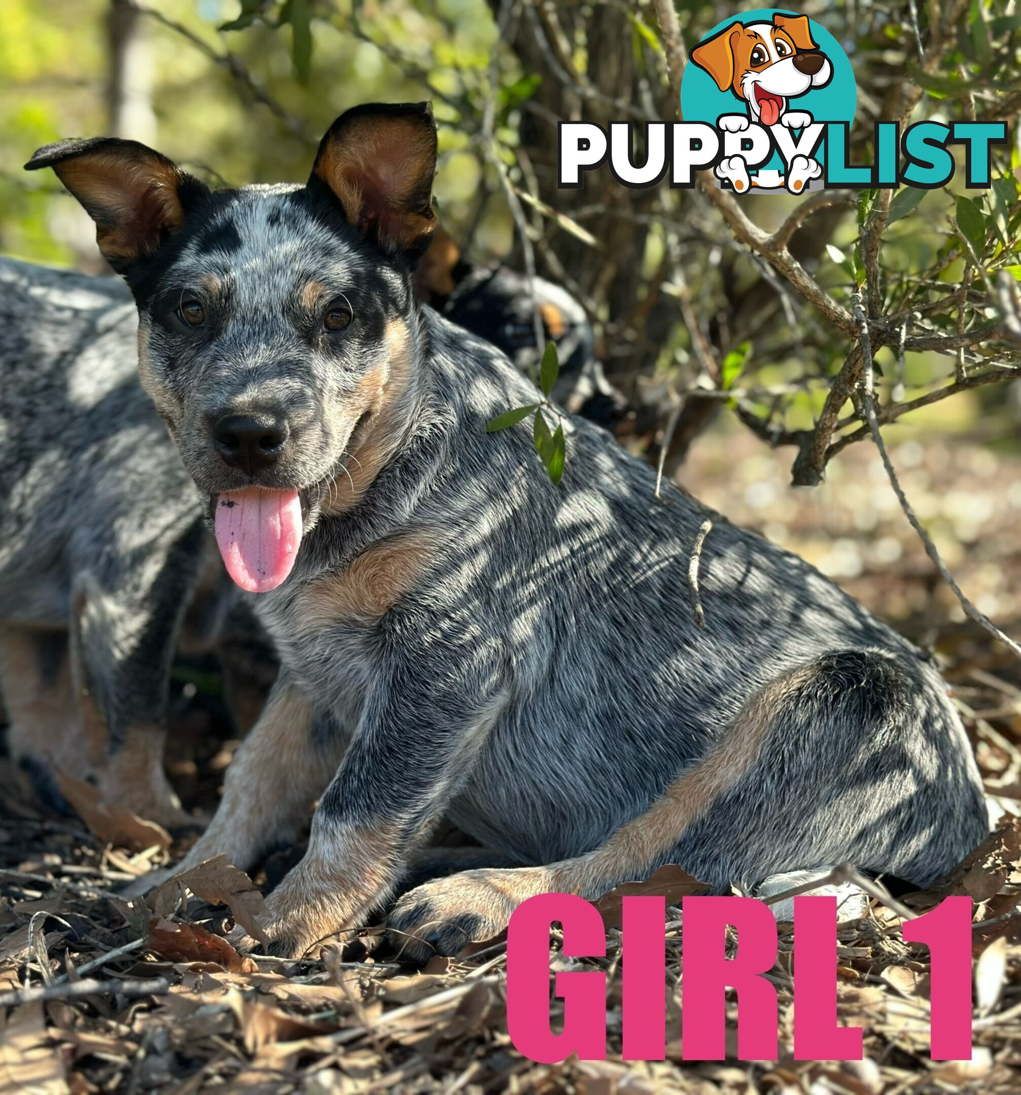 7 Purebred Blue Heeler Puppies Looking For New Homes